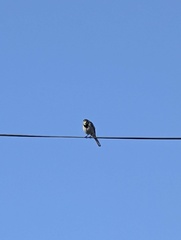 Motacilla alba