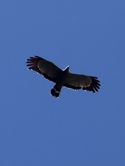 Polyboroides typus typus