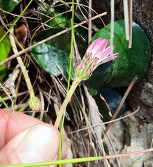 Gerbera tomentosa