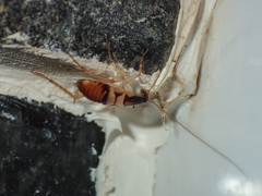 Supella longipalpa