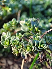 Thymus praecox