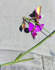 Polygala pappeana