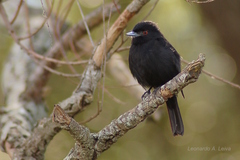 Knipolegus cyanirostris