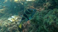 Canthigaster valentini