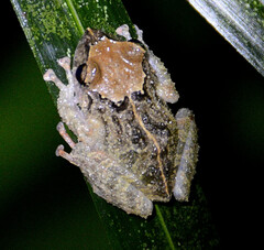 Pristimantis lutitus