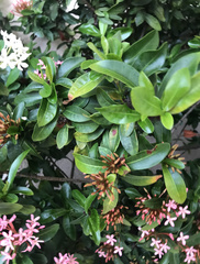 Ixora