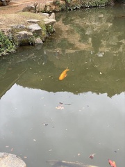 Cyprinus rubrofuscus