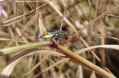 Clanoptilus marginellus