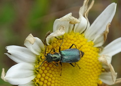 Clanoptilus marginellus