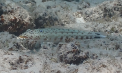 Parapercis clathrata