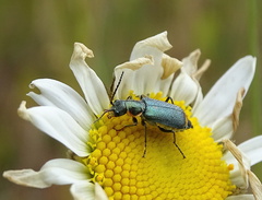 Clanoptilus marginellus