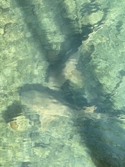Ginglymostoma cirratum