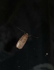 Agonopterix heracliana