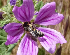 Coelioxys conicus