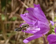 Coelioxys conicus