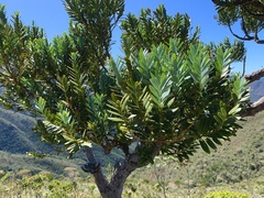 Agathis ovata