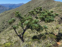 Agathis ovata