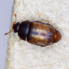 Epuraea melanocephala