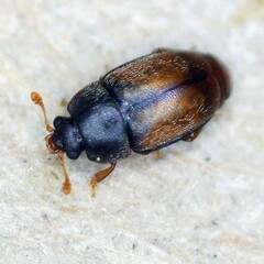 Epuraea melanocephala