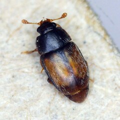 Epuraea melanocephala