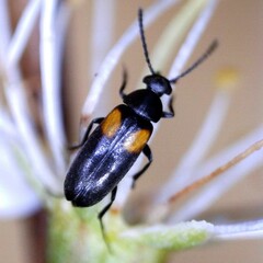 Anaspis fasciata