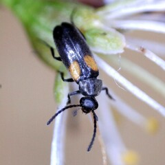 Anaspis fasciata