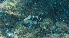 Canthigaster valentini
