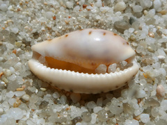 Notocypraea comptonii