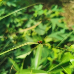 Physosmaragdina nigrifrons