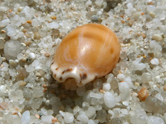Notocypraea comptonii