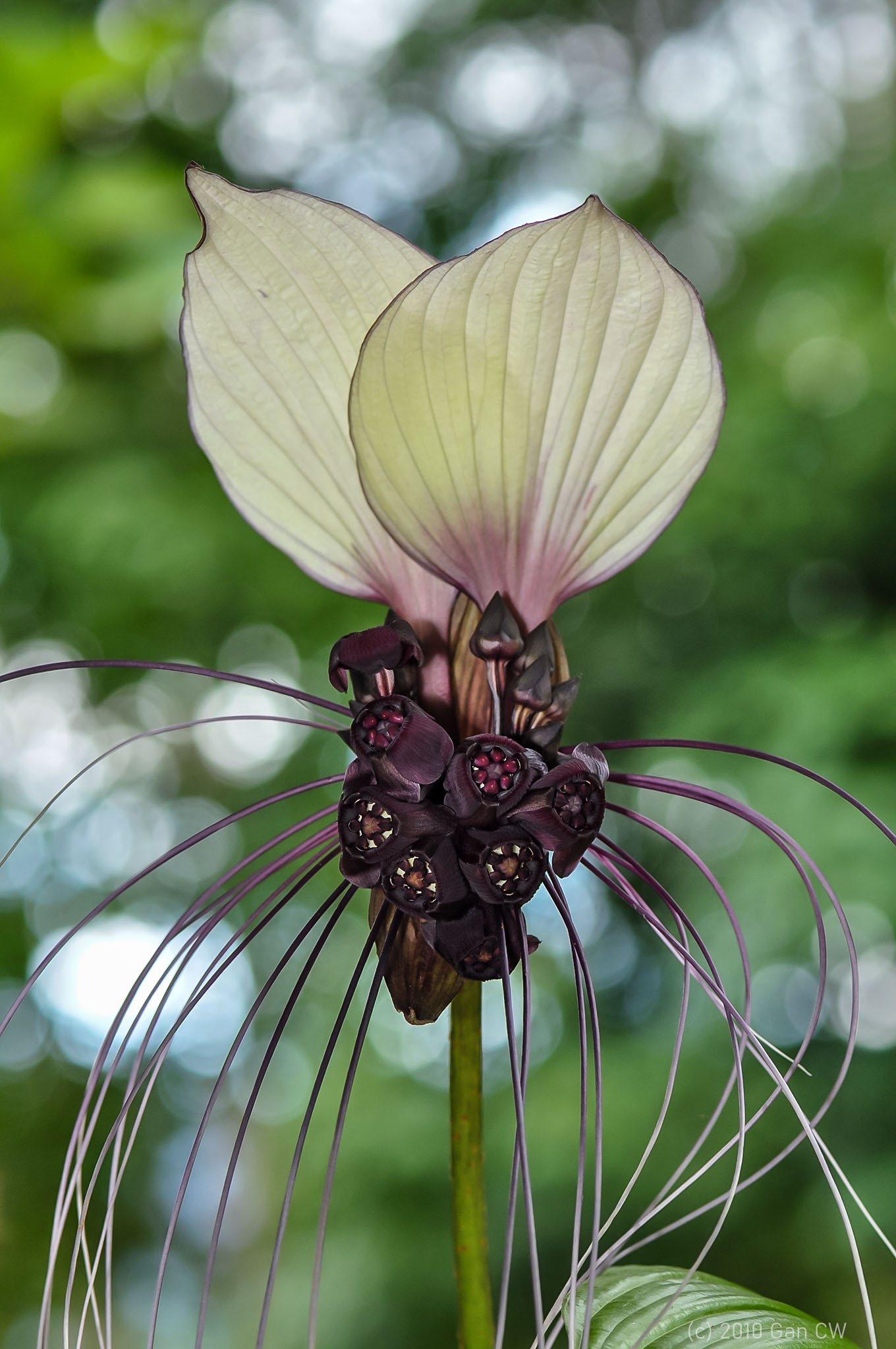White Bat Flower (Tacca integrifolia)