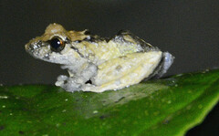 Pristimantis lutitus