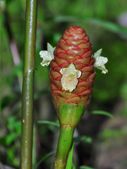 Zingiber ottensii