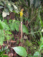 Amorphophallus