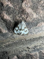 Nyctemera adversata