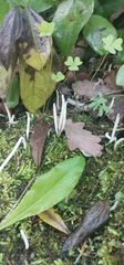 Clavaria falcata