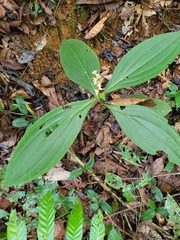 Miconia nervosa