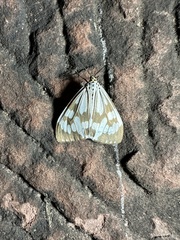 Nyctemera adversata