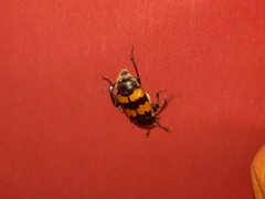 Nicrophorus vespillo