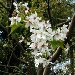 Prunus avium