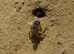Halictus quadricinctus