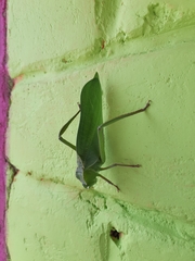 Steirodon