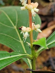 Miconia nervosa