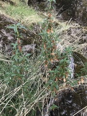 Diplacus aurantiacus