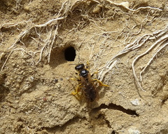 Halictus quadricinctus