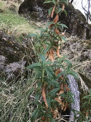 Diplacus aurantiacus