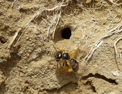 Halictus quadricinctus