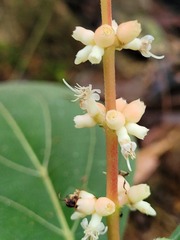 Miconia nervosa