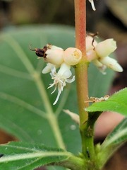 Miconia nervosa