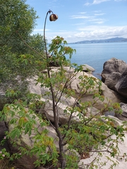 Cochlospermum gillivraei